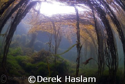 Under the canopy. Streams town bay. Connemara. D200, 10.5mm. by Derek Haslam 